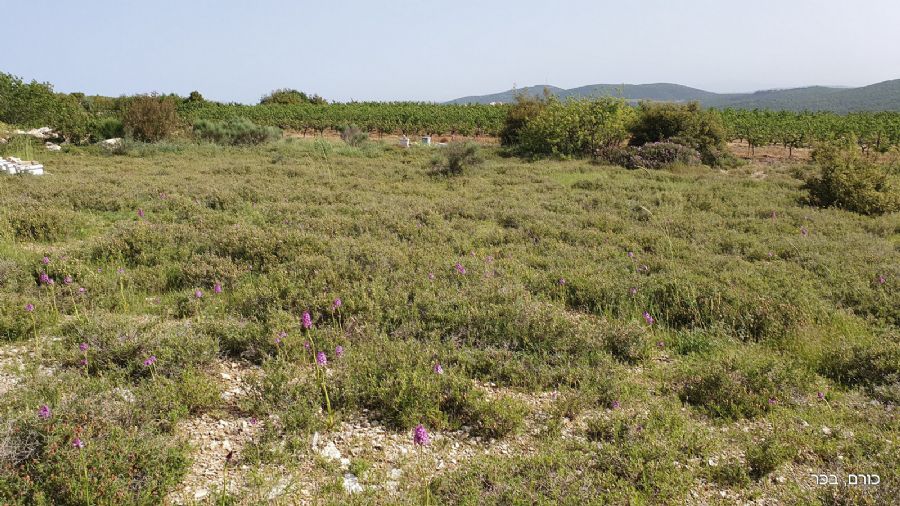 שדה נאה בחלקו הצפוני של בית ג'אן